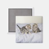 Aimant American Shorthair 7 (Recto/Verso)