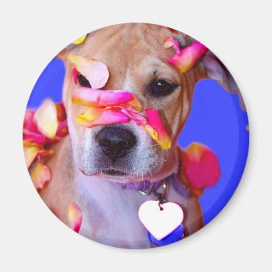 Aimant American Staffordshire Terrier Boxer Mix Chien Chi (Devant)