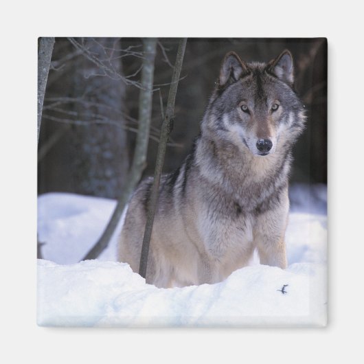 Aimant Amérique du Nord, Canada, Est du Canada, Loup gris (Devant)