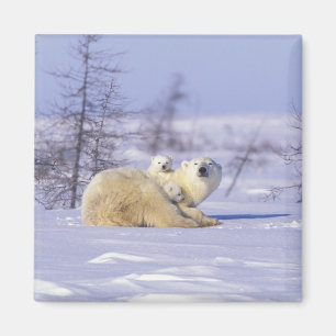 Aimant Amérique du Nord, Canada, Manitoba, Churchill. 9