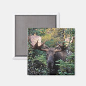 Aimant Amérique du Nord, Canada, Nouvelle-Écosse, Cap-Bre (Recto/Verso)