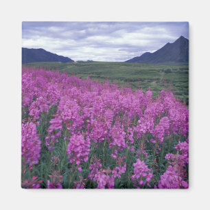 Aimant Amérique du Nord, Canada, Yukon. Épilobe en fleurs