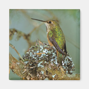 Aimant Amérique du Nord, États-Unis, Alaska. Colibri à go