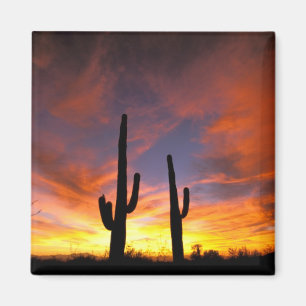 Aimant Amérique du Nord, États-Unis, Arizona, désert de S