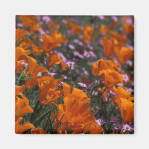 Aimant Amérique du Nord, États-Unis, Californie, Antelo