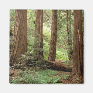 Aimant Amérique du Nord, États-Unis, Californie, Big Sur,