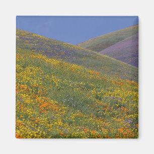 Aimant Amérique du Nord, États-Unis, Californie, Los Ange