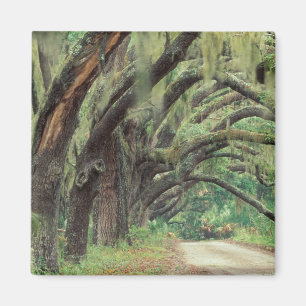 Aimant Amérique du Nord, États-Unis, Géorgie, Cumberla