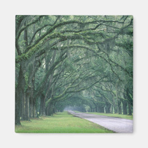 Aimant Amérique du Nord, États-Unis, Géorgie, Savannah,