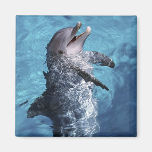 Aimant Amérique du Nord, États-Unis, Hawaï. Dauphin