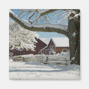 Aimant Amérique du Nord, USA, WA, Whidbey Island. 2