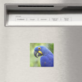 Aimant Amérique du Sud, Brésil, Pantanal (In Situ (Lave-vaisselle))