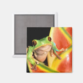 Aimant Amérique du Sud, Équateur, Amazonie. Grenouille ar (Recto/Verso)