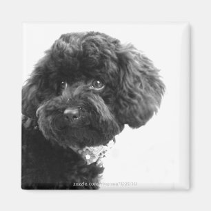 Aimant Ami affectueux adorable