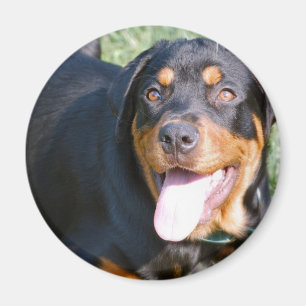 Aimant amical de rottweiler