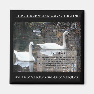 Aimant Amis cygnes-vrais