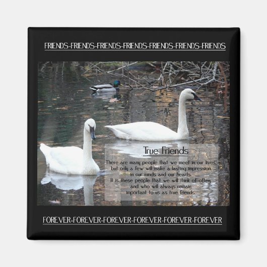 Aimant Amis cygnes-vrais (Devant)