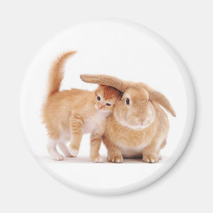 Aimant amis de lapin du chaton cute_funny_animals_8