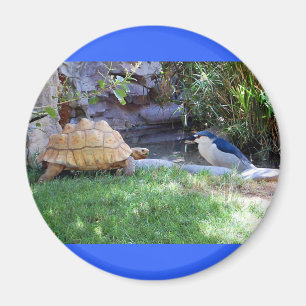 Aimant Amis de tortue et de geai bleu