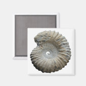 Aimant ammonite (Recto/Verso)