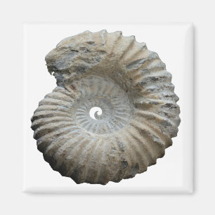 Aimant ammonite