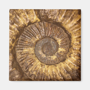 Aimant Ammonite (espèces d'Arietites) du jurassique