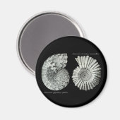 Aimant Ammonites (Recto/Verso)