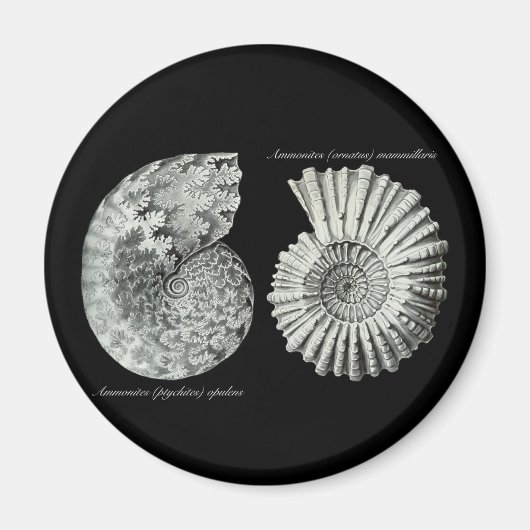 Aimant Ammonites (Devant)