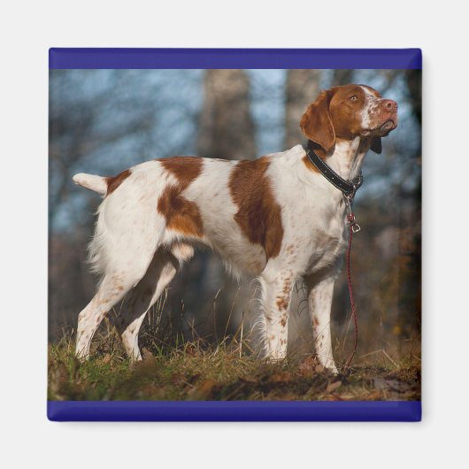 Aimant Amour Bretagne Espagnol Chien Chien Chien Chien Ch (Devant)