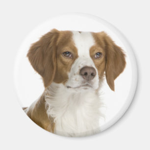 Aimant Amour chiot Brittany Spaniel