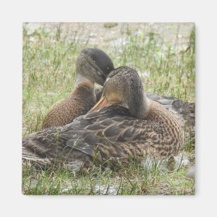 Aimant Amour de canard - Meilleures amies