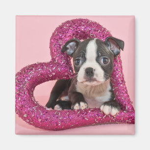 Aimant Amour de chiot des images de Getty