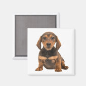 Aimant Amour de chiot teckel chiots (Recto/Verso)