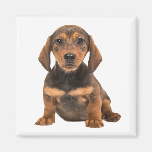 Aimant Amour de chiot teckel chiots (Devant)