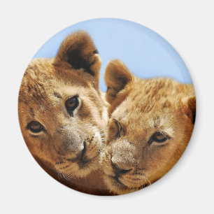 Aimant Amour de lion de bébé