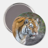 Aimant Amur tiger (Recto/Verso)