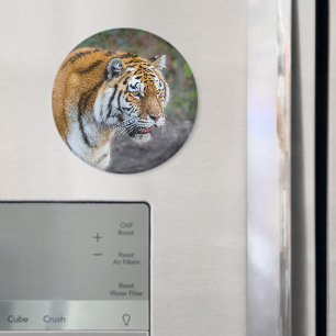 Aimant Amur tiger