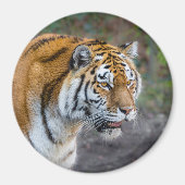 Aimant Amur tiger (Devant)