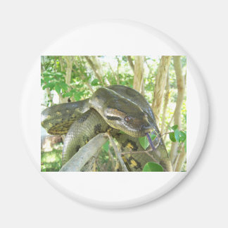 Aimant Anaconda vert