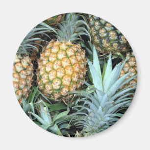 Aimant Ananas hawaïens de Teal, verts et d'or