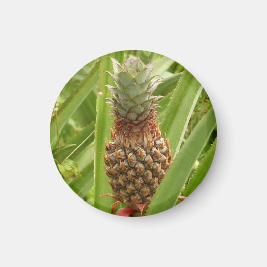 Aimant Ananas sauvage Fruit tropical dans la nature (Devant)