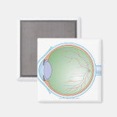 Aimant Anatomie de l'oeil humain (Recto/Verso)