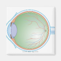 Anatomie de l'oeil humain