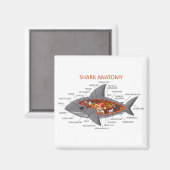 Aimant Anatomie des requins (Recto/Verso)