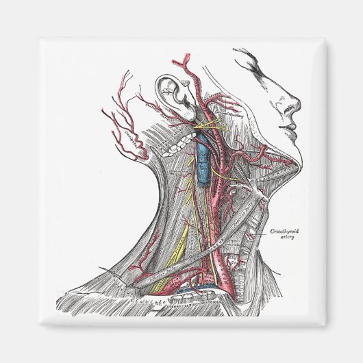 Aimant Anatomie du cou (Devant)