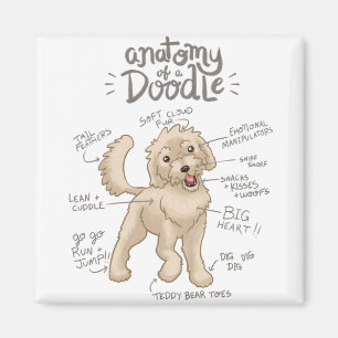 Aimant Anatomie d'un chien de chien