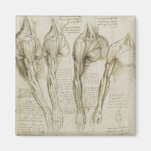 Aimant Anatomie humaine du bras de da Vinci