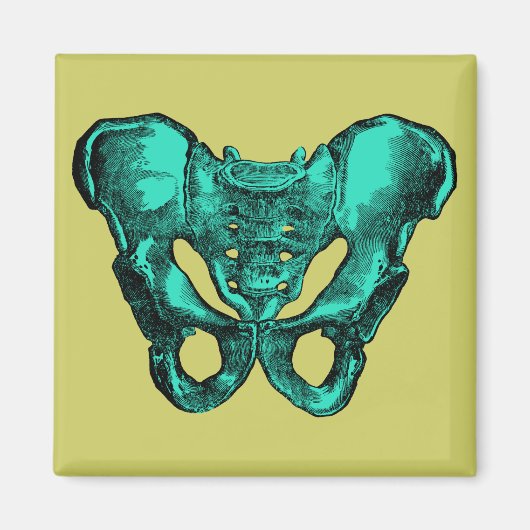 Aimant Anatomie humaine Pelvis Bones (Devant)