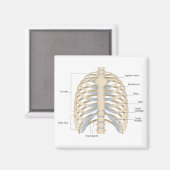 Aimant Anatomie thoracique humaine (Recto/Verso)