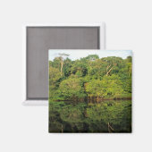 Aimant Anavilhanas, Amazonas, Brésil. Rivière de la forêt (Recto/Verso)